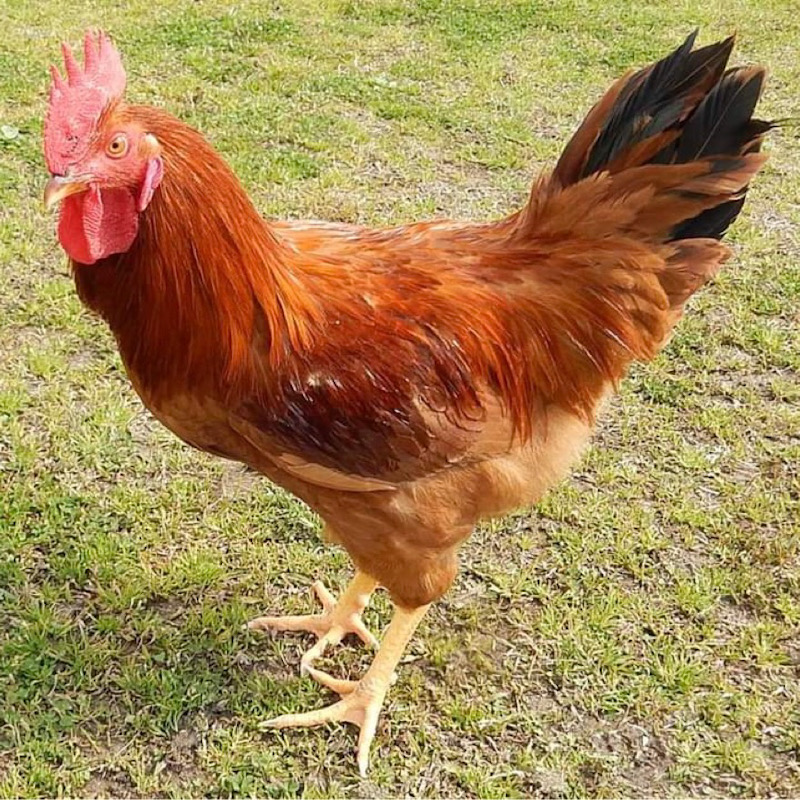 広大鶏と東広島こい地鶏についての解説 ひろだいどり ひがしひろしまこいじどり 広島クチコミ情報局 食記ドットコム