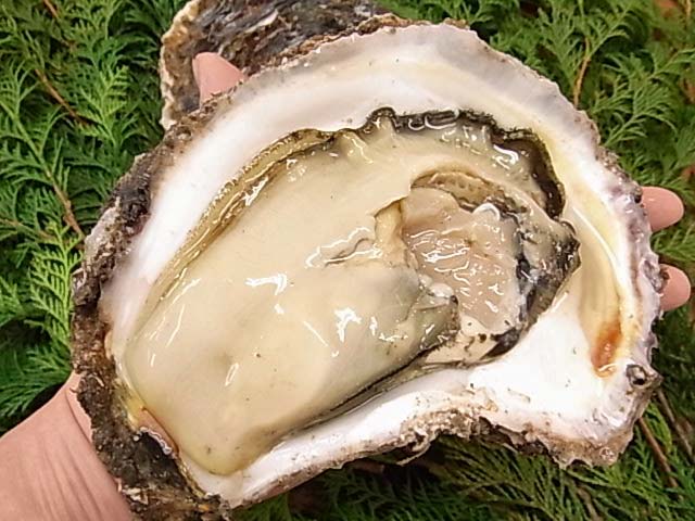 GWは巨大な岩牡蠣を食べに島根・松江の「岩ガキ小屋2017」に行こう！（～5月7日まで。GWイベント）